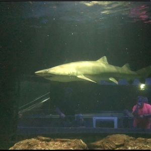 Meet your Posher, Cameron